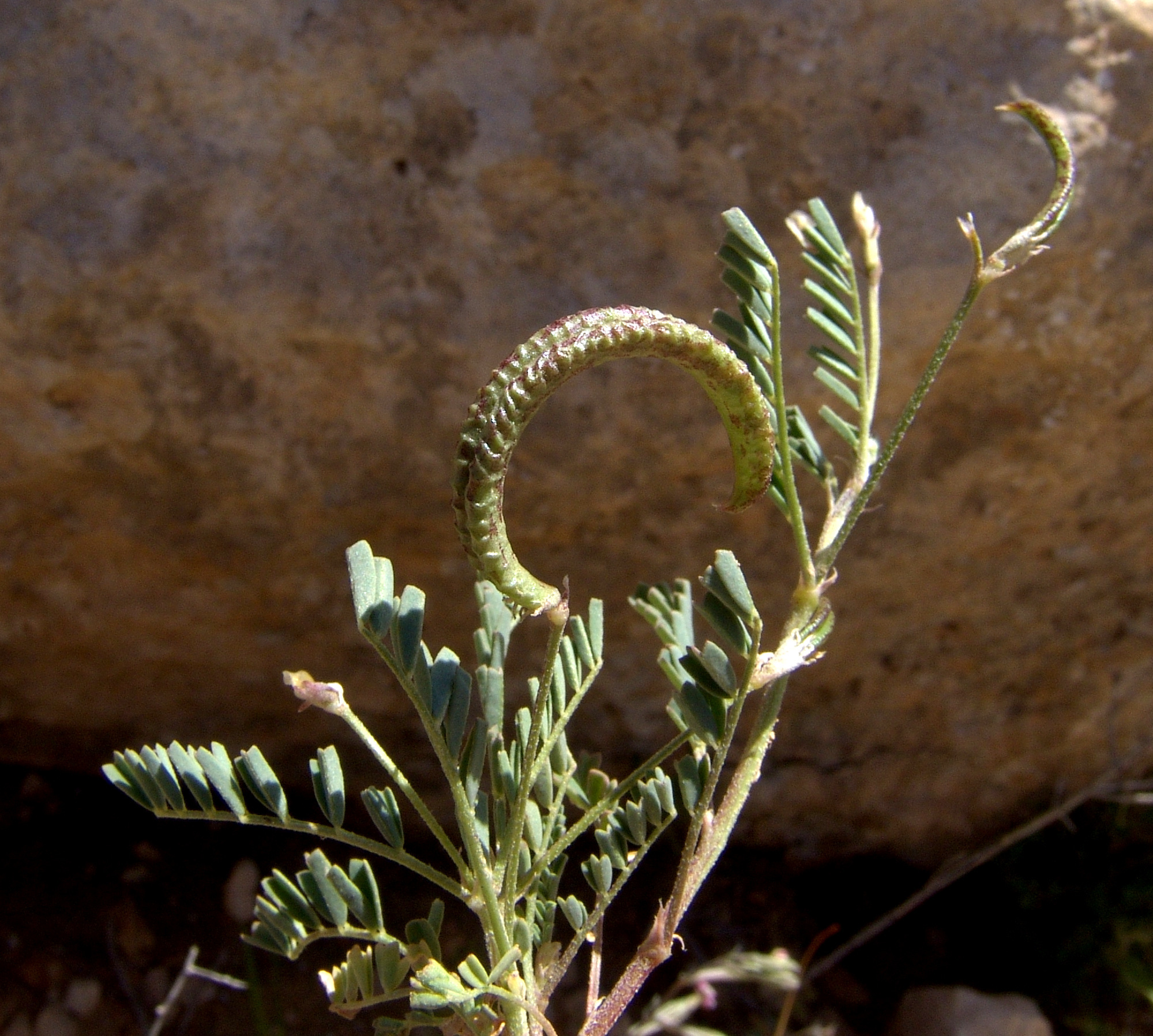 Astragalus crenatus