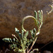 Astragalus crenatus - Photo (c) Ron Frumkin, algunos derechos reservados (CC BY-NC), subido por Ron Frumkin