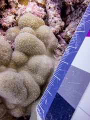 Porites lobata