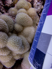 Porites lobata