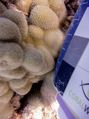 Porites lobata