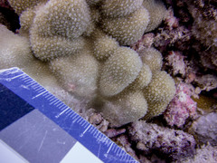 Porites lobata