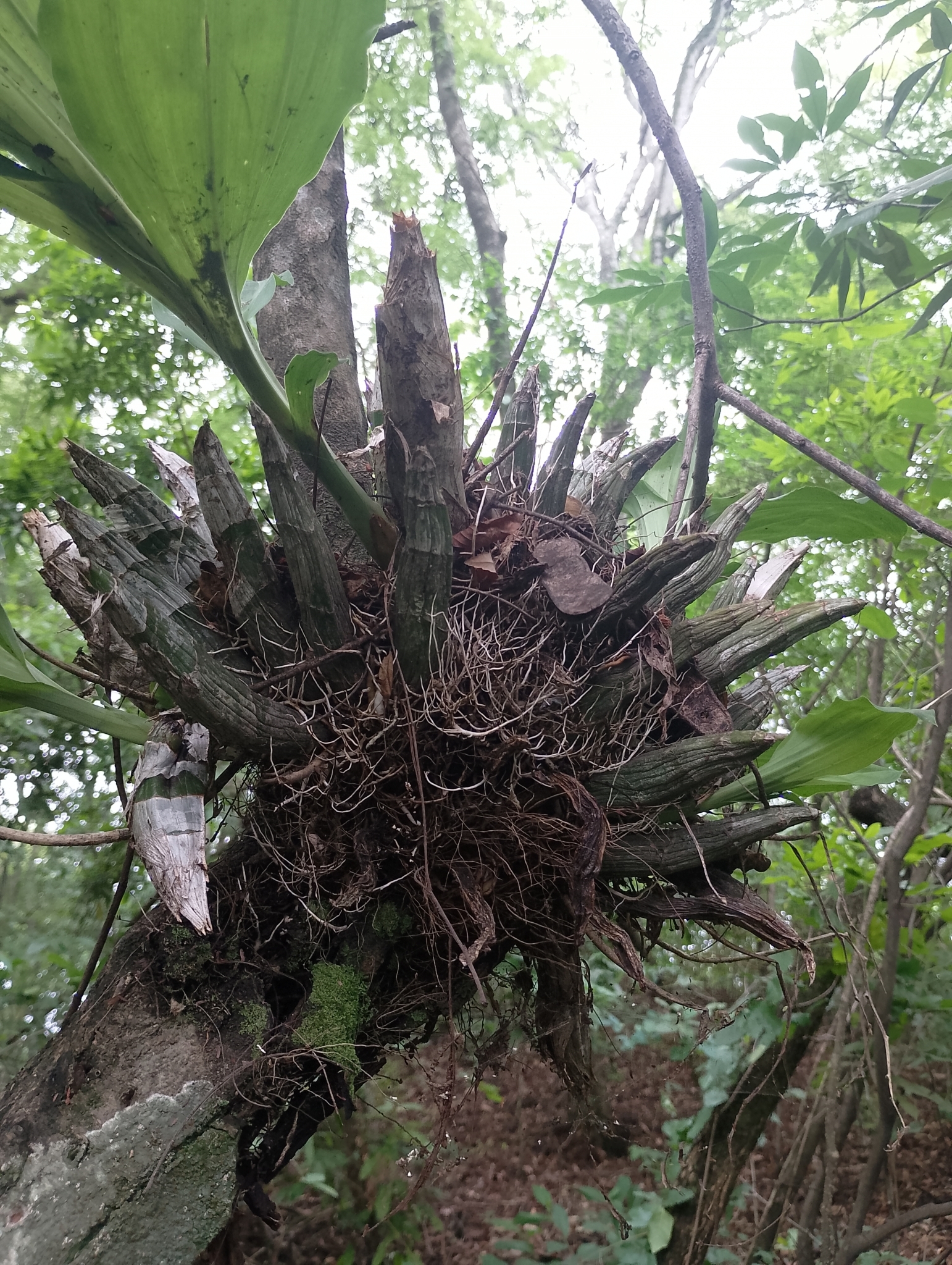 Imagem de Orquídea Cola-de-sapateiro