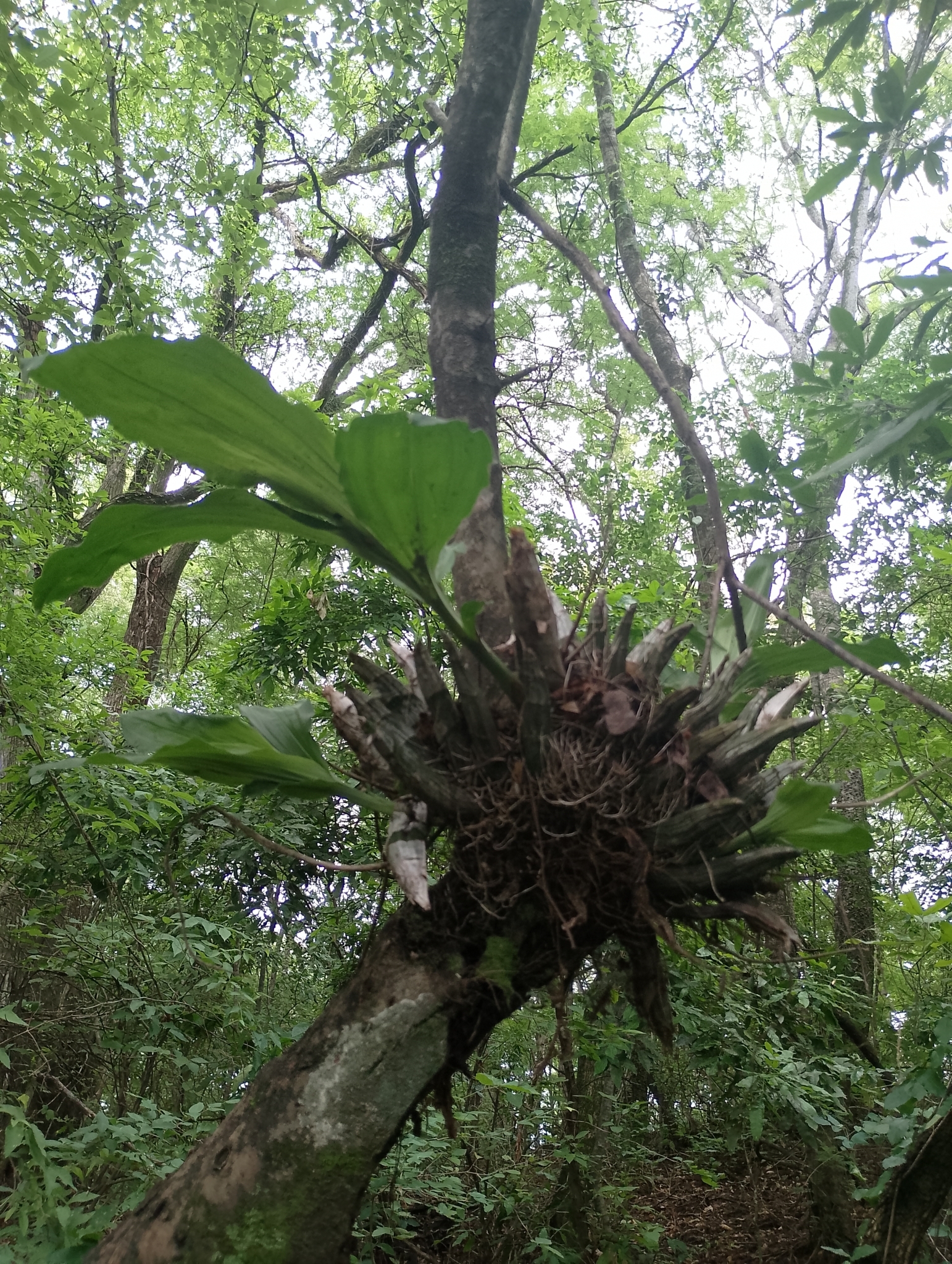 Imagem de Orquídea Cola-de-sapateiro