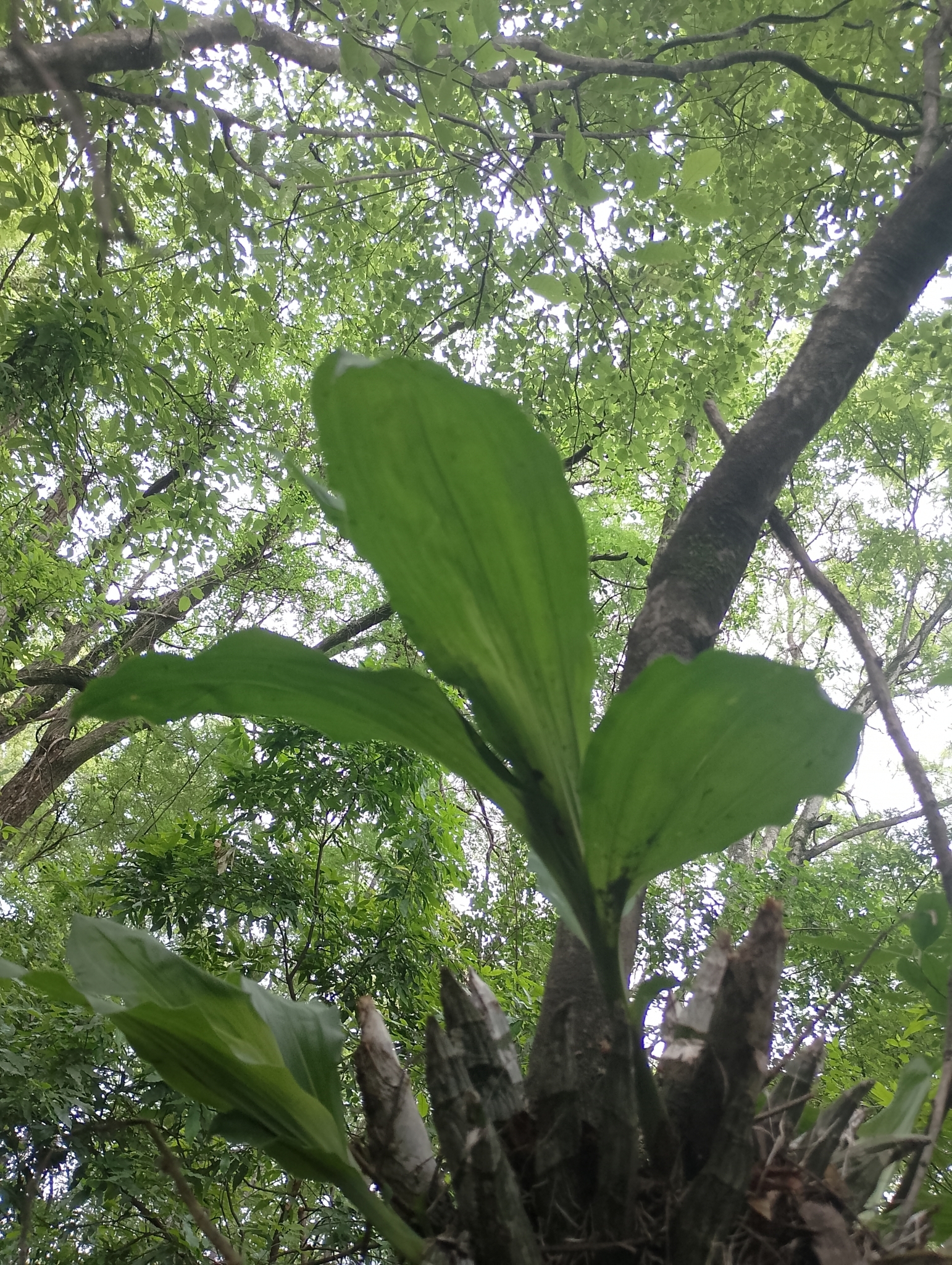 Imagem de Orquídea Cola-de-sapateiro