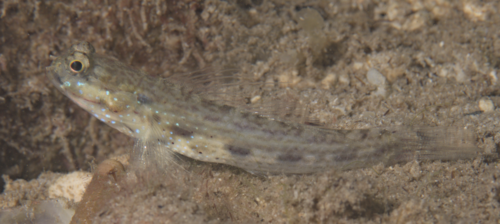Gladiogobius observed 2024-11-19