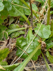Bellis perennis