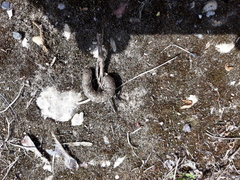 Proserpinus proserpina