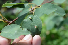 Blaesodiplosis canadensis