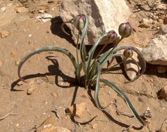 Tulipa biflora