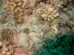 Lobactis scutaria