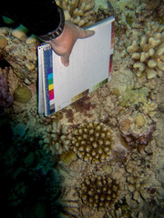 Lobactis scutaria