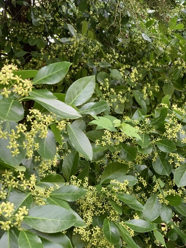 Euonymus japonicus