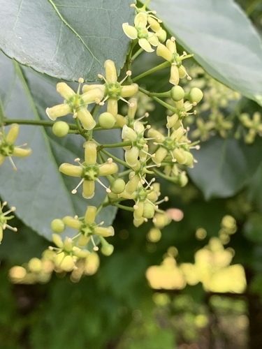 Euonymus japonicus
