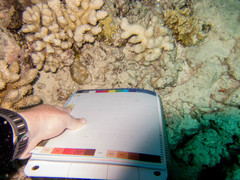 Lobactis scutaria