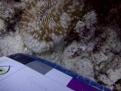 Lobactis scutaria