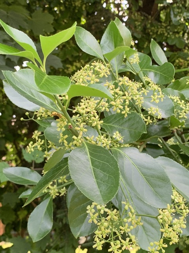 Euonymus japonicus