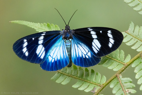 Hypocrita plagifera C.Felder & R.Felder, 1862