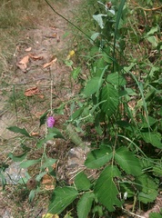 Centaurea pectinata