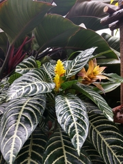 Aphelandra squarrosa