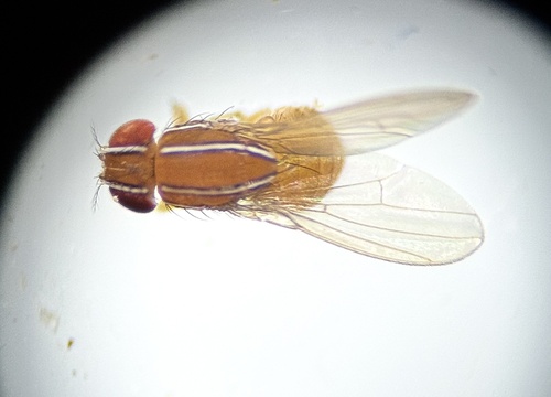 African Fig Fly photo 5