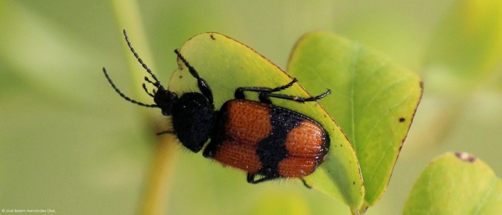 Holy Ground Beetles