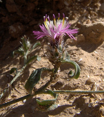 Centaurea ammocyanus
