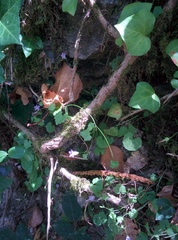 Hesperocodon hederaceus