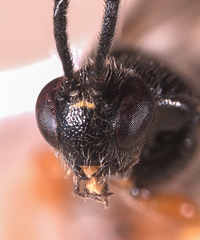 Metopiinae