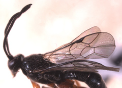 Metopiinae