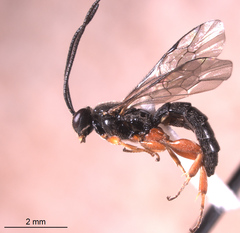 Metopiinae