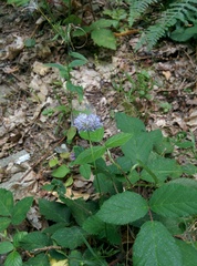 Jasione