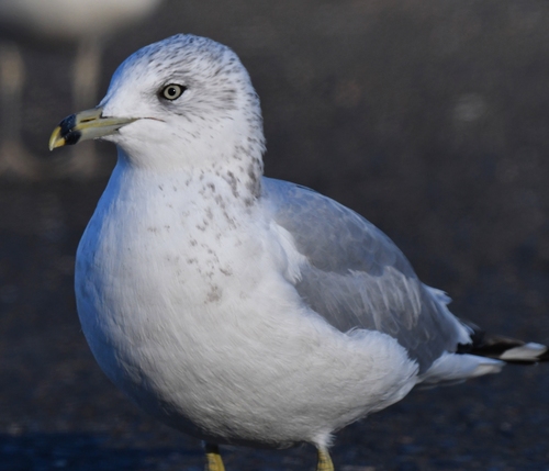 Ring-billed Gull, photo 10 of 10