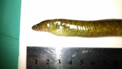 Uropterygius micropterus