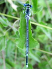 Platycnemis pennipes