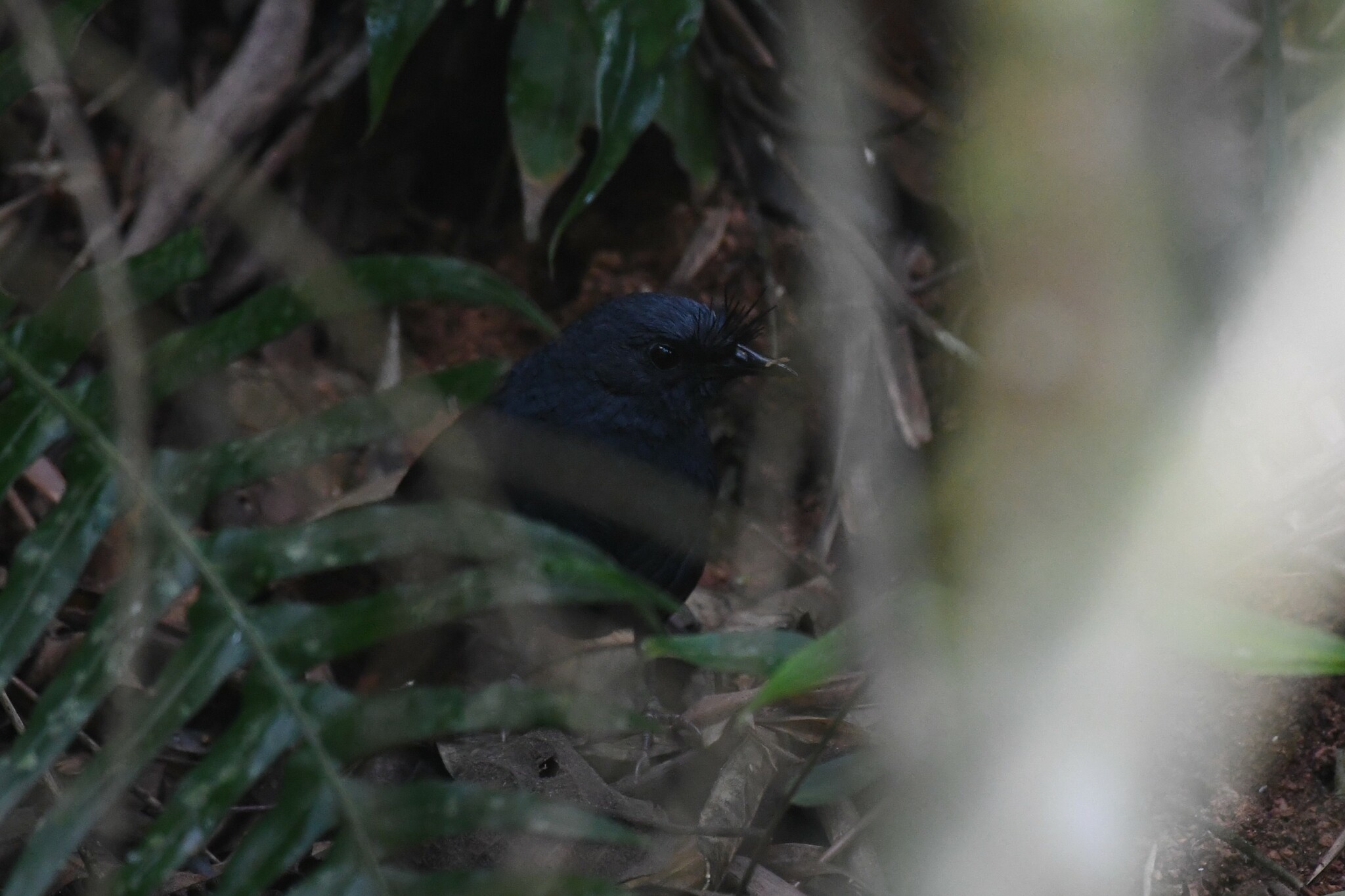 Slaty Bristlefront illustration