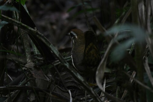 Cryptic Antthrush