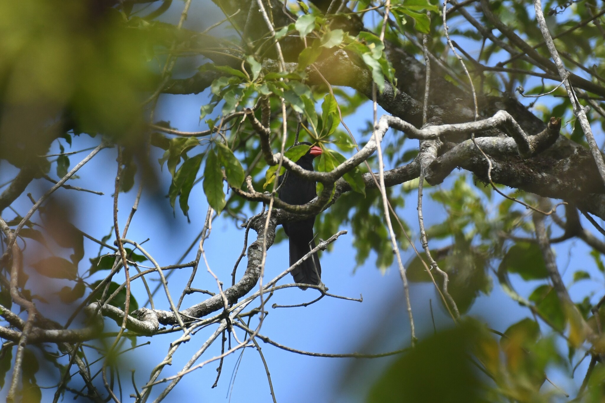 Black-throated Grosbeak illustration