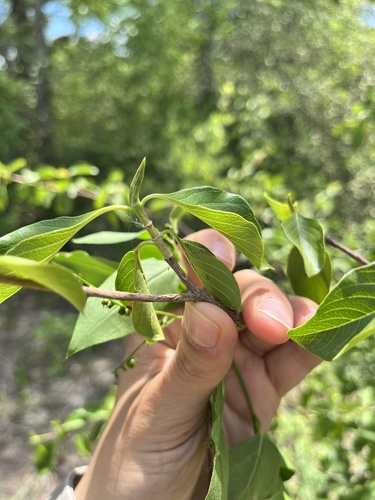 Image of Calycophyllum multiflorum by (c) Virginia Y. Mogni, some rights reserved (CC BY)