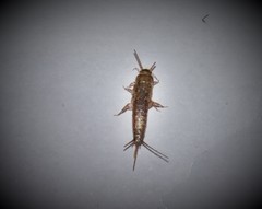 Ctenolepisma ciliatum