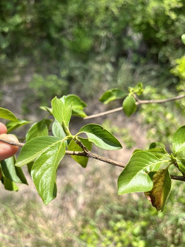 Image of Calycophyllum multiflorum by (c) Virginia Y. Mogni, some rights reserved (CC BY)