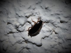 Loboptera decipiens decipiens