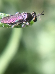 Cerotainia