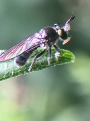 Cerotainia