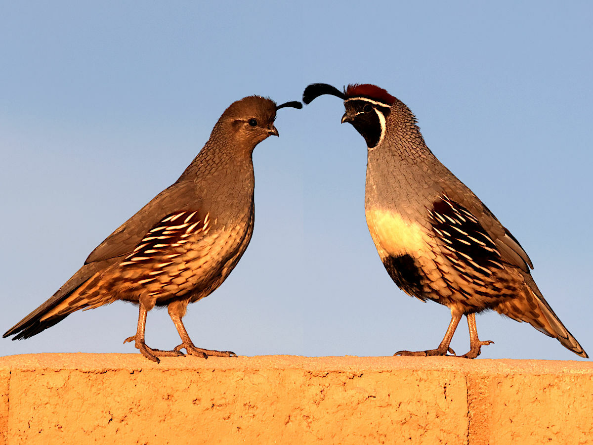 Gambel's Quail (Callipepla gambelii)