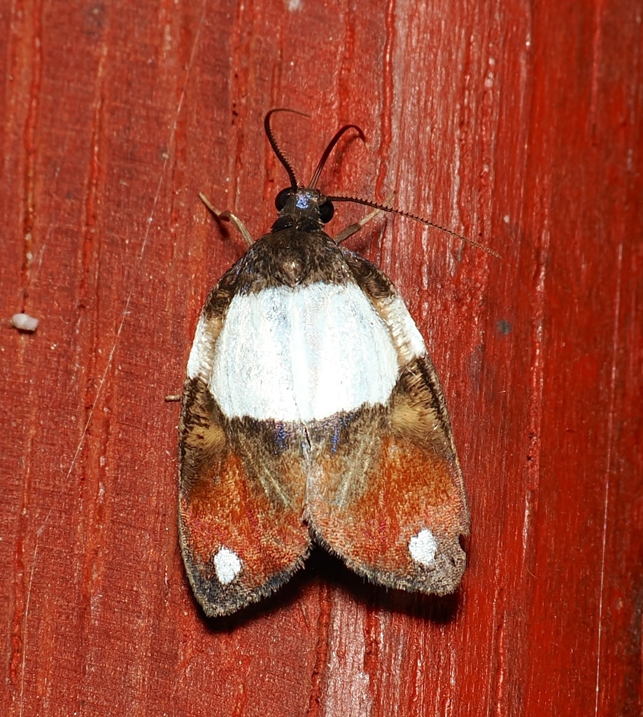 Damias albata