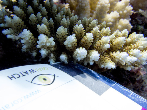 Acropora Coral