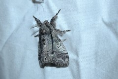 Dasychira obliquata