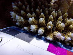 Acropora hyacinthus