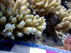 Acropora hyacinthus